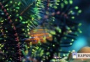 Coral Reef By Pedro Nuno Ferreira Reefforum - Aquariofilia Marinha