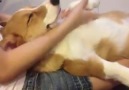 Corgi Dog Getting a Massage