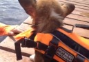 Corgi puppy has his first swimming lesson