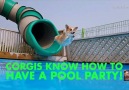 Corgis Know How to Have a Pool Party