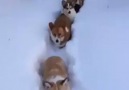 corgis travelling in the snow