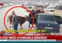 ÇORUMLUYUZ - İneği otomobile bindirip götüreni Gördünmü ...