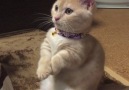 Could you ever say no to this kitty(Credit instagram.comyachimon3)