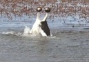 Courtship dance of the hooded grebe Credit Newsflare