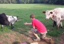 Cow gets jealous.