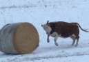 Cow Loves Rolling His Bail Of Hay