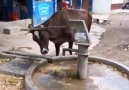 Cows are SO smart! You wont believe what they do in this amazing video!