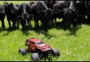 Cows running after remote control truck