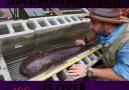 Coyote Peterson - Biggest Salamander in Japan! Facebook