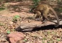 Cracking nuts is hard work! Check out the diligence of this Capuchin monkey...