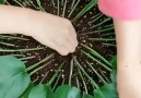 Crafts Arts - How to start a Container Garden from Seed Easy! Facebook