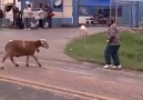 Craziest Goat In The World