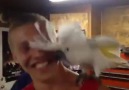 Crazy bird