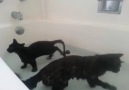 Crazy Cats Love To Take Baths