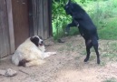 Crazy goat annoying the dog By