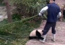Crazy panda D