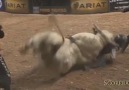 Crazy Rodeo Compilation