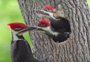 Creation - Pileated Woodpecker Chicks At the Nest Facebook