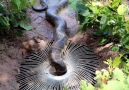 Creative Girl Catch Giant Snake Using Electric Fan Guard.By