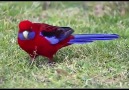 Crimson Rosella (Platycercus elegans) in Australia