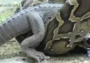 crocodile VS snake...!!