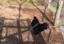 Crowing Rooster