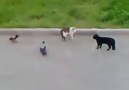 Crows vs Cat vs Cat Street Fight