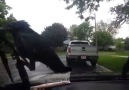 Crow Takes A Ride On A Window Wiper