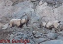 Cudinin Günlüğü - Sizi yaradana kurban ...