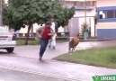 Cuidado con las cabras locas