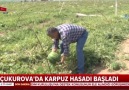 Çukurovada karpuz hasadı başladı