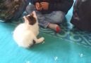 Cuma namazında camiyi mesken tutan sevimli yavru kedi.