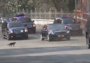 Cumhurbaşkanı konvoyu ile karşılaşan kedi