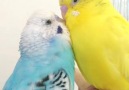 Cüneyt Yeter - Japonca konuşan kuş (Gözler de çekikleşmiş)