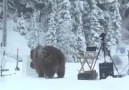 Curious Bear! Haha!