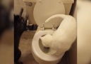 Curious Cats Discover The Toilet