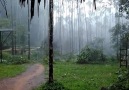 Current view from our dining hall at Kalinga Centre for Rainforest Ecology