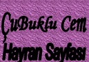 Çußuklu Cem Kıymam 2012