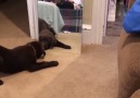 Cute animals vs mirror