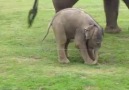 Cute baby elephant's