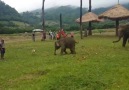 Cute Baby Elephant Throws Temper Tantrum
