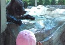 Cute Bear And Girl Make Best Friends