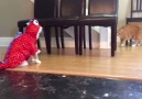 Cute Cat Has Hilarious Costume