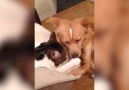 Cute Cat Pampers Doggy Friend