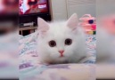 Cute Cats - *05