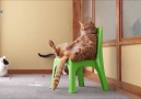 Cute Cat sitting in a chair