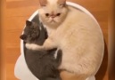 Cute Cats - Mother is always the best in the world Facebook