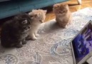 Cute Cats watching Cartoons