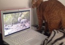 Cute Cat Wonders How Squirrel Got In The Computer