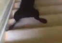 Cute chocolate lab puppy loves sliding down stairs !